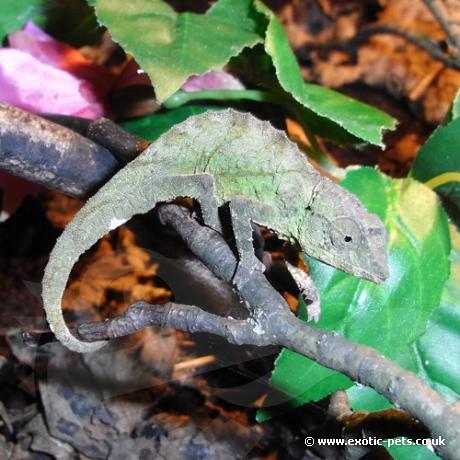 Green Pygmy Chameleon