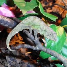Green Pygmy Chameleon (Rhampholeon viridis)