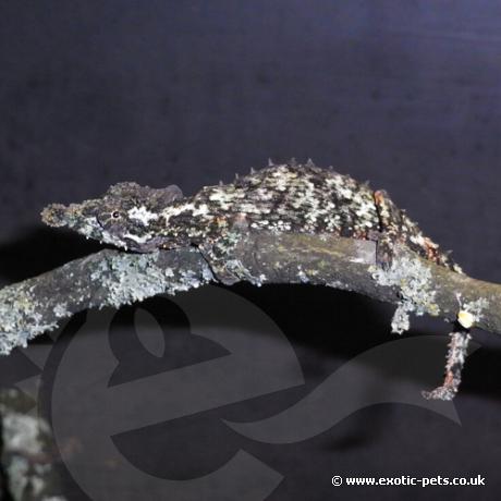 Rosette Nosed Pygmy Chameleon