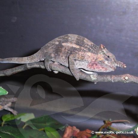 Mount Kilimanjaro Two Horned Chameleon