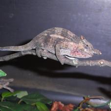 Mount Kilimanjaro Two Horned Chameleon (Bradypodion tavetanum)