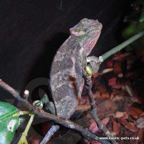 Mount Kilimanjaro Two Horned Chameleon - Female
