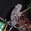 Mount Kilimanjaro Two Horned Chameleon - Female photo