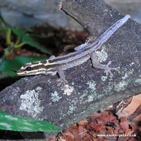 Kim Howells Dwarf Gecko