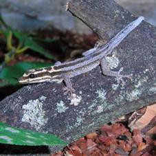 Kim Howells Dwarf Gecko (Lygodactylus kimhowelli)