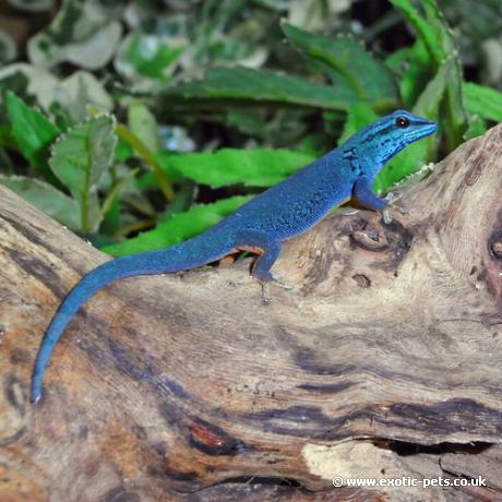 Turquoise Dwarf Gecko