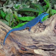 Turquoise Dwarf Gecko (Lygodactylus williamsi)