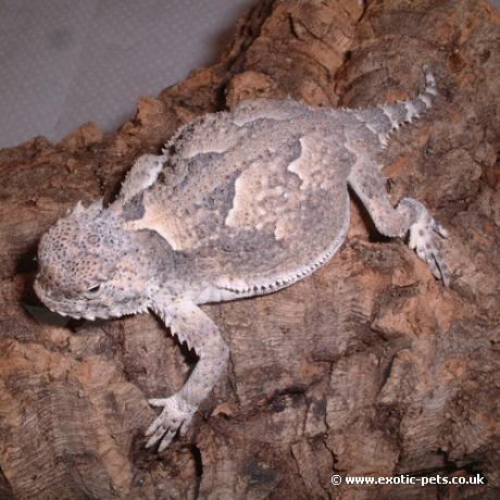 Desert Horned Lizard flattening itself