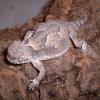 Desert Horned Lizard flattening itself photo