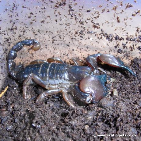 Tanzanian Red Clawed Scorpion