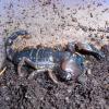 Tanzanian Red Clawed Scorpion photo