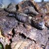 Crocodile Skink Hatchling photo