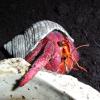 Strawberry Hermit Crab photo