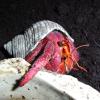 Strawberry Hermit Crab photo