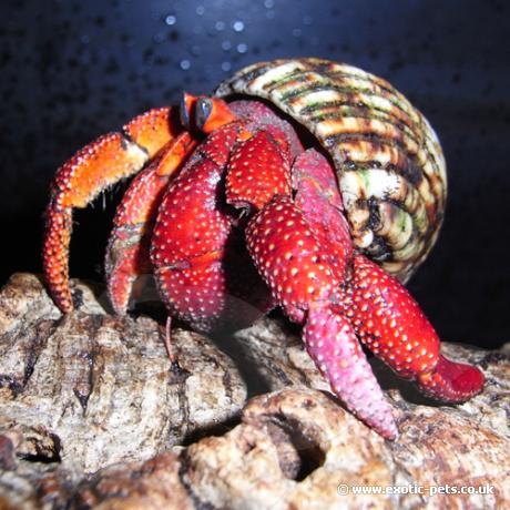 Strawberry Hermit Crab - side view