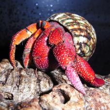 Strawberry Hermit Crab (Coenobita perlatus)