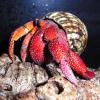 Strawberry Hermit Crab - side view photo