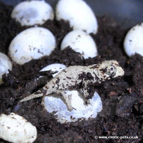 Bearded Pygmy Chameleon - Hatchling - Bearded Pygmy Chameleon