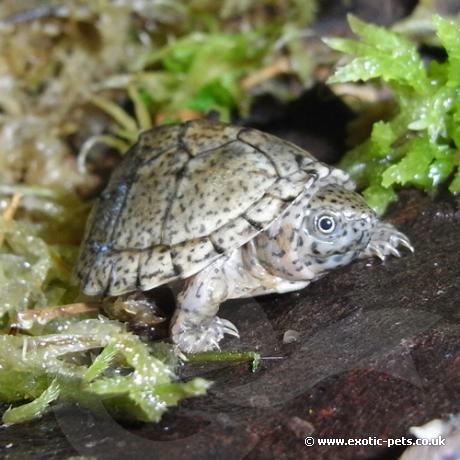 Razorback Musk Turtle