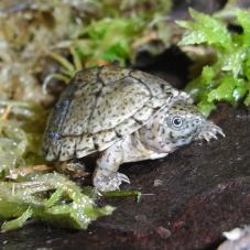 Razorback Musk Turtle (Sternotherus carinatus)