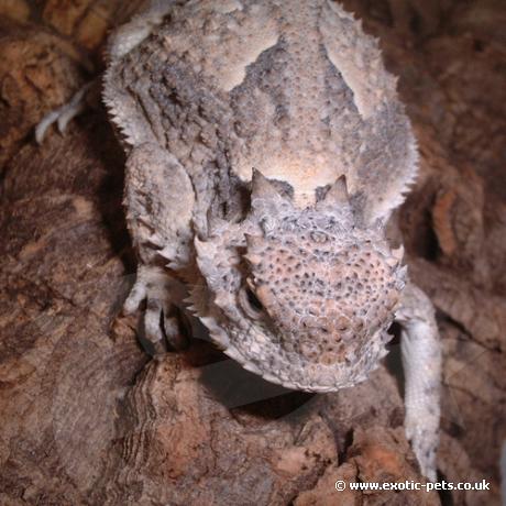 Desert Horned Lizards head