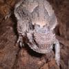 Desert Horned Lizards head photo