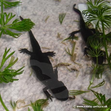Chinese Fire Bellied Newt - breeding pair