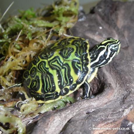 Red Bellied Turtle