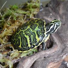 Red Bellied Turtle (Pseudemys nelsoni)