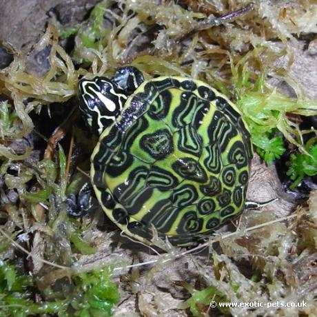 Red Bellied Turtle