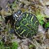 Red Bellied Turtle photo