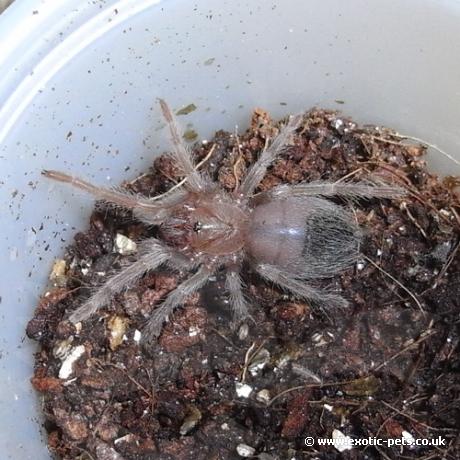 Brazilian Salmon Pink Spiderling