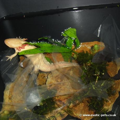 Axolotls - Gold and Wild laying eggs