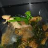 Axolotls - Gold and Wild laying eggs photo
