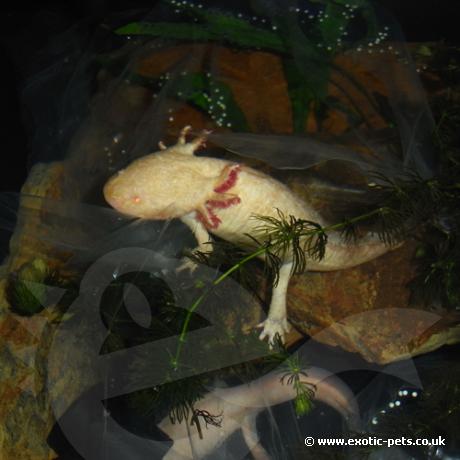 Axolotls - Gold and Albino laying eggs