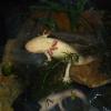 Axolotls - Gold and Albino laying eggs photo