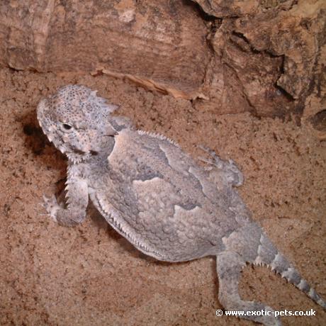 Desert Horned Lizards body