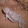 Desert Horned Lizards body photo