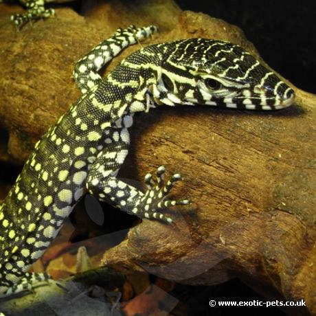 nile monitor pet