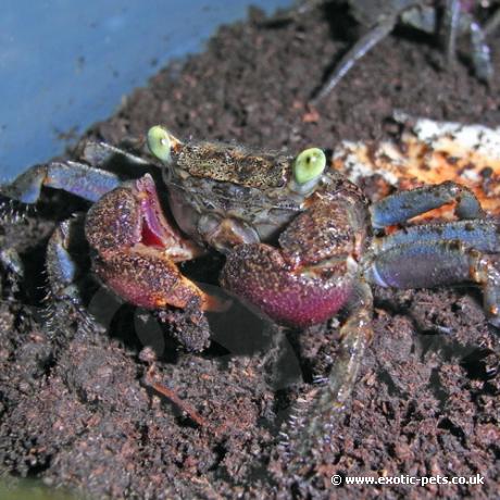 Barbados Vampire Crab