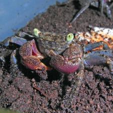 Barbados Vampire Crab (Epulotheres sp)