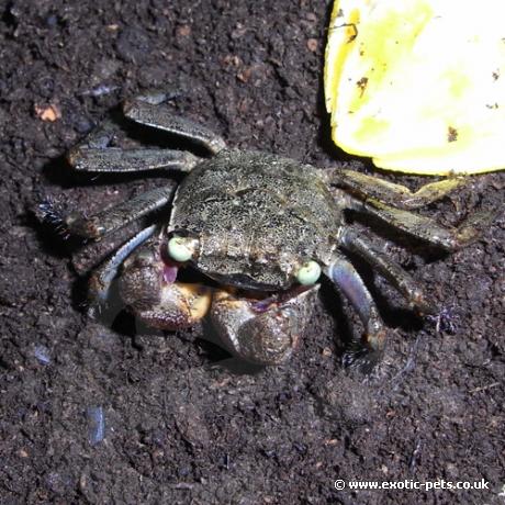 Barbados Vampire Crab - top view