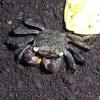 Barbados Vampire Crab - top view photo
