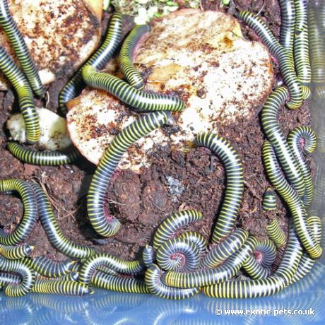 Barbados Neon Millipede