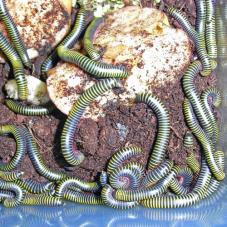 Barbados Neon Millipede (Anadenobolus monilicornis)