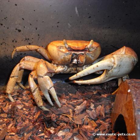 Barbados Giant Land Crabs