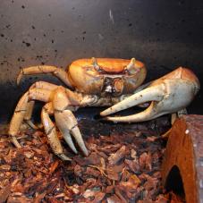 Barbados Giant Land Crabs (Cardisoma guanhumi)