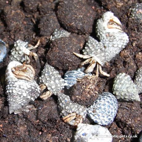Purple Clawed Hermit Crabs - Mini