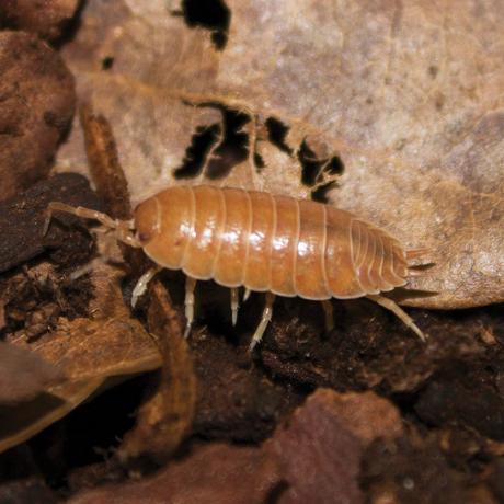 Tropical Woodlice - Various