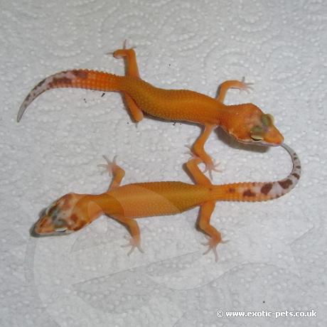 Leopard Gecko - Aptor